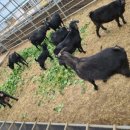 홍길동목장 이미지