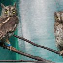 소쩍새뜨락 이미지