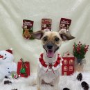 푸드르르 이미지