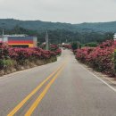 배롱나무길 이미지