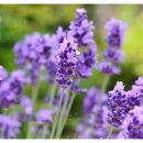 덕호농장 이미지