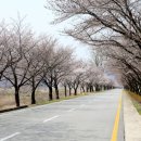 황매산 벚꽃길 이미지