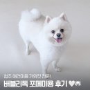 버블리독 | 청주 애견미용은 버블리독에서 포메미용 곰돌이컷 후기
