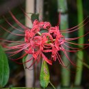 염산초야월분교장 이미지