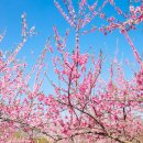 두메산골 농장 이미지