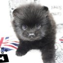 가정견1회분양 이미지