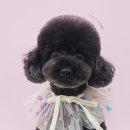 베스띠몽 이미지