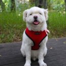 계산메디칼센터 | 강아지백내장 걱정 강아지안과 다녀온 후기｜인천 계양 24시 스카이 안과동물병원