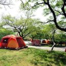 중문진실캠핑장 이미지