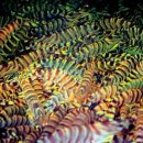 보리수산 이미지