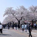 홍 순호 - 벗꽃놀이 인파 - 여의도벗꽃축제 이미지