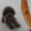 프라독 쿡 네이버블로그