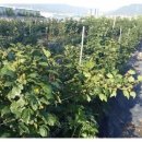 왕산농장 이미지