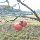 (주)나무 이미지