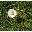 밥도둑간장게장 이미지