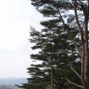 낙동정맥 제4구간 통고산(通古山 1,067m) 이미지