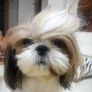 어여쁘개 이미지