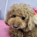 보라펫 | [울산] 보라펫｜강아지 호텔링 누나없이도 잘지내개