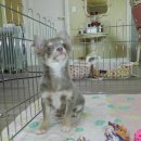 치와와 둥지 이미지