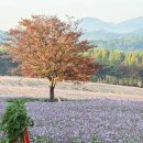 예산-62 이미지