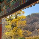 지에스25대치은행점 | 경기도 양평 용문사 은행나무 용문산관광단지 단풍 든 산책로 고요한 절