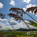 들녘 옷 이미지