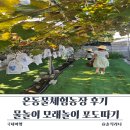 피서농장 | 온동물체험농장 후기 입장료 물놀이 모래놀이 포도따기까지 한 번에
