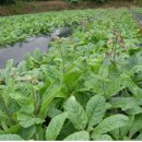 칠보농협옹동지소 이미지