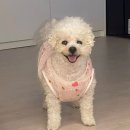 칠성 | 속초대형카페 뷰맛집 강아지랑 다녀온 칠성조선소 내돈내산 후기