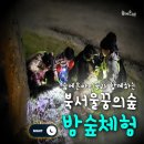 숲에온유치원 | 아이의 잠자는 호기심, 숲에온 곤충 숲체험 꿀템