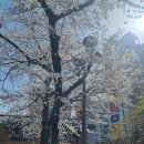 계성메디칼 | 대구 나들이 동산의료원 내 청라언덕 뽀송 목련 활짝☁️⛅️주차가능-