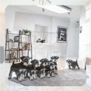 강아지 보호센터 | 고양시 강아지보호센터 꼬똥드툴레아 입양 후기와 현실적인 선택 기준