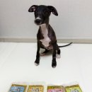 홍천 개아빠 이미지