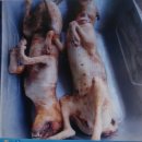 중원축산 이미지