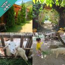 동화카서비스 | 나트랑 깜란 가족여행 코스(동화마을 양떼목장- 페어리 포레스트)
