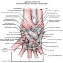 흔한 손목관절 질환의 이해와 치료법 - 정리해야 할 논문 이미지