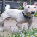 탤런트 독 스쿨 이미지