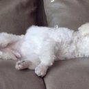 가온동물의료센터 이미지