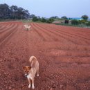 야곱한우농장 이미지