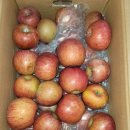 상순농장 | 고씨네농장 부사 (못난이 사과 주스용) 10kg 내돈내산 후기