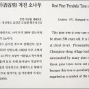 울진소나무 이미지