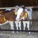 새영화목장 이미지