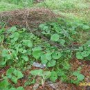 참수농장 이미지