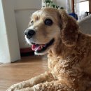 도곤도곤 애견미용실 이미지