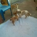 보람애견 이미지