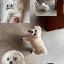 콤마 - 철원군 명성로158번길 28 | 부산 수영 애견동반 카페 콤마 내돈내산 강추 후기