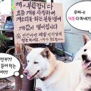 다파네 이미지