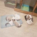 캣파라다이스 이미지