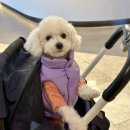 pet45다7582 | 경주 애견카페 키녹 호텔 [스니프], 야외 대형운동장 펫파크 후기