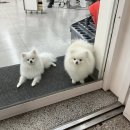 리밍브로우